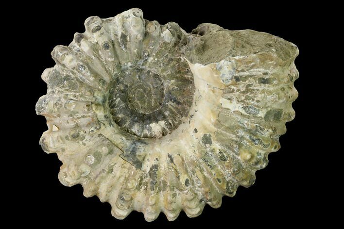 5.9" Bumpy Ammonite (Douvilleiceras) Fossil - Madagascar